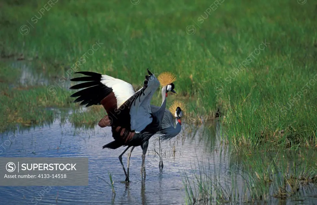 Crowned Crane, Balearica regulorum, Amboseli Nationalpark, Kenya, adult couple mating