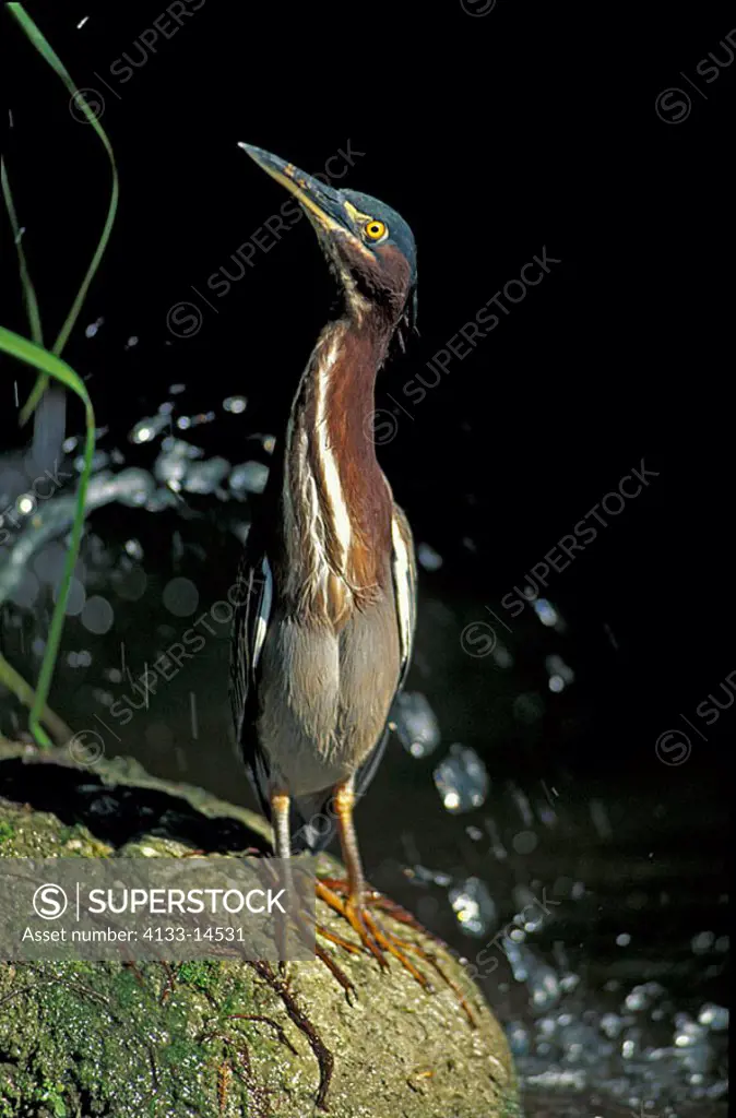 Greenbacked Heron Butorides striatus Florida USA
