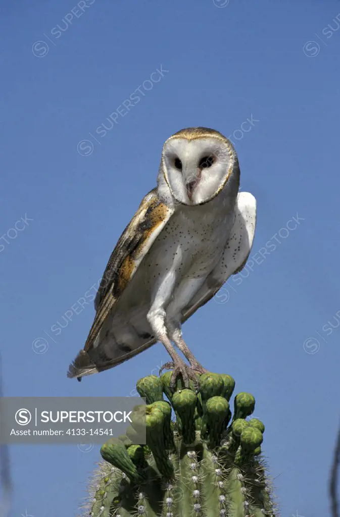 Barn Owl , Tyto alba , Sonora Desert , Arizona , USA , America , adult on top of Sagoaro cactus