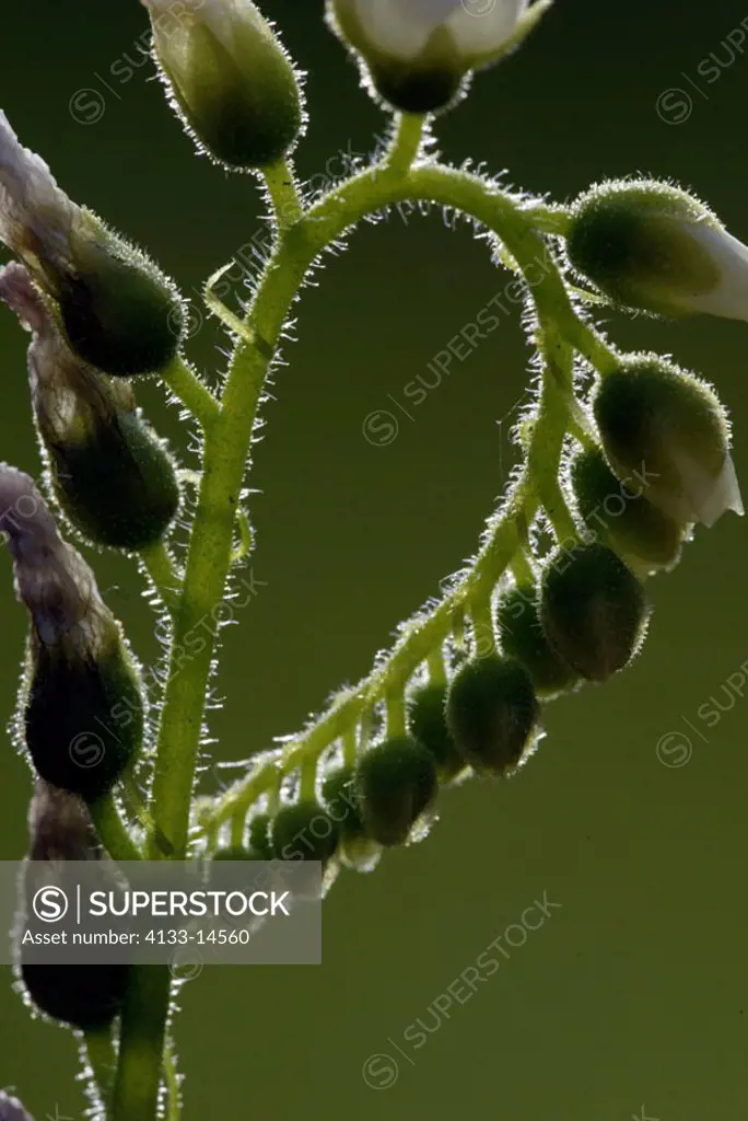Sundew Drosera species Germany Europe