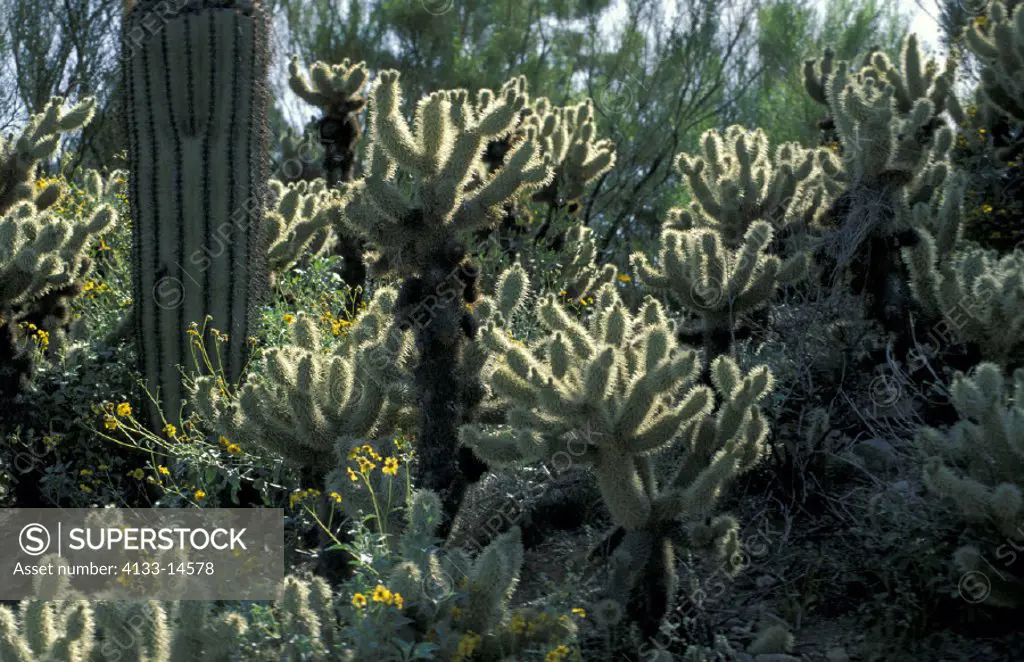 Teddy Bear Cholla , Opuntia bigelovii , Sonora Desert , Arizona , USA , America , cactus