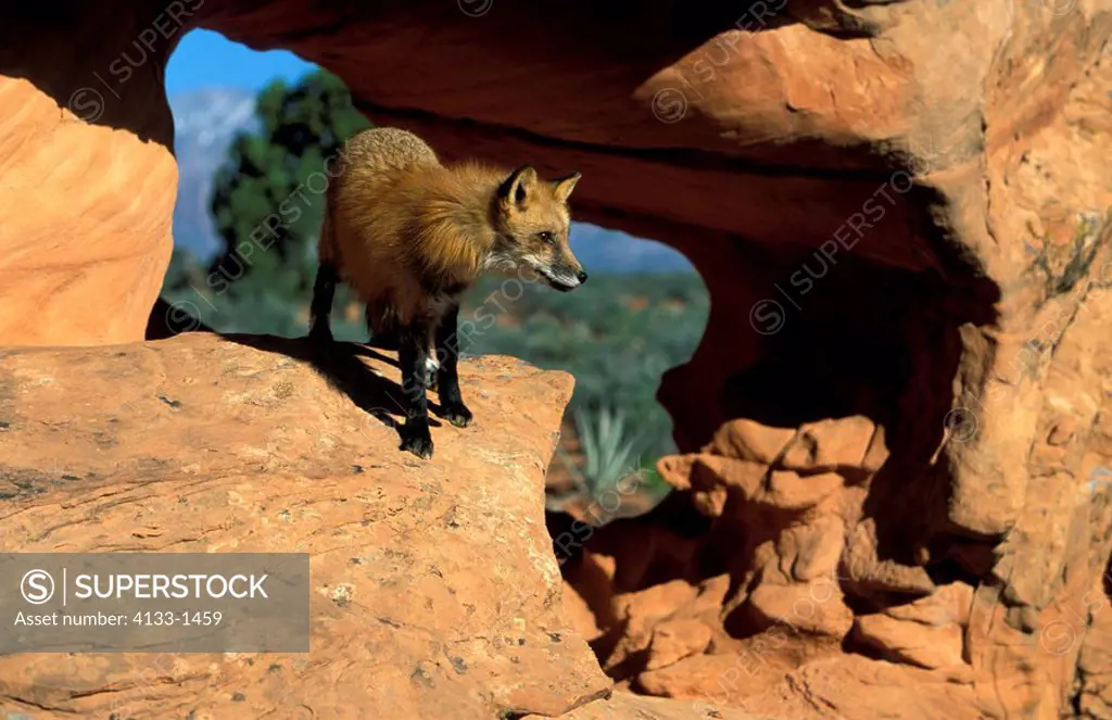 American Red Fox,Vulpus fulva,Bryce Canyon,Utah,USA,adult male on rock