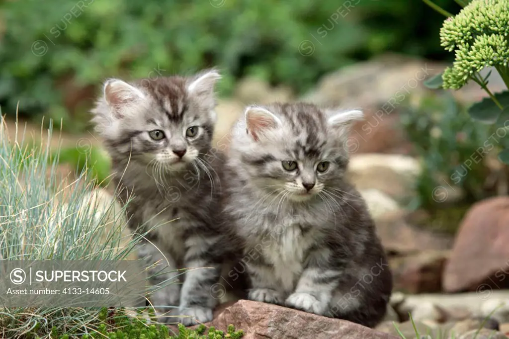 Maine Coon Housecat, Silvestris domestic spec, Germany, cubs
