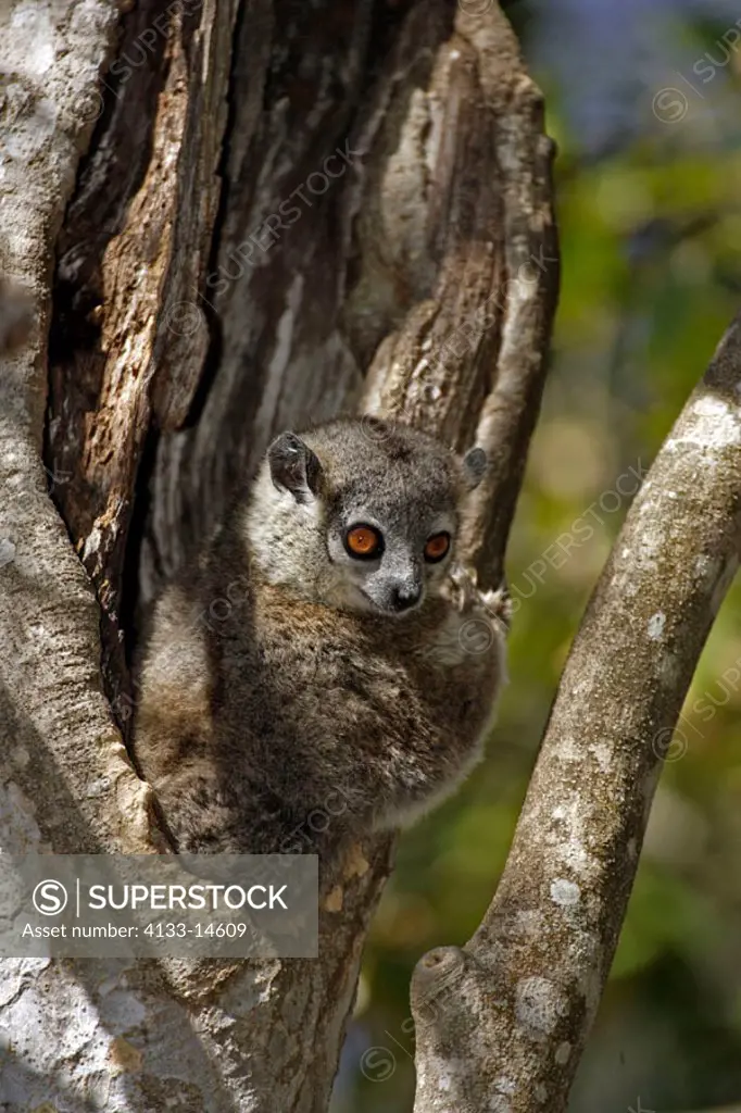 White-footed sportive Lemur Lepilemur leucopus Berenty Game Reserve Madagascar, resting on tree