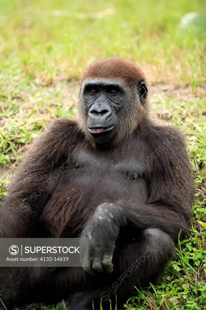 Lowland Gorilla,Gorilla gorilla gorilla,Africa,adult portrait