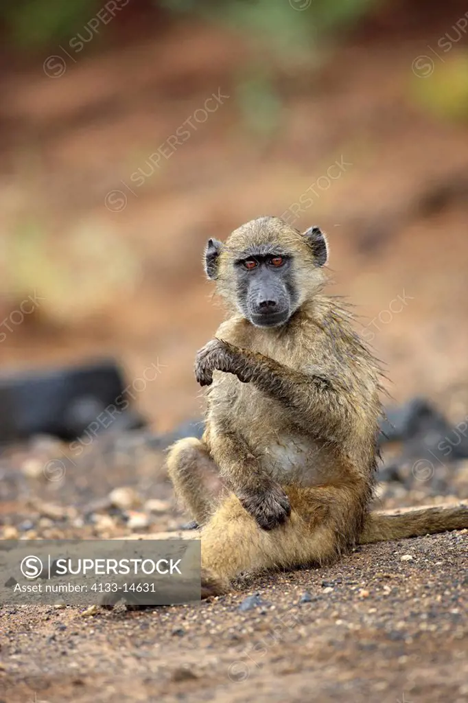 Chacma Baboon,Papio ursinus,Kruger Nationalpark,South Africa,Africa,young in rain