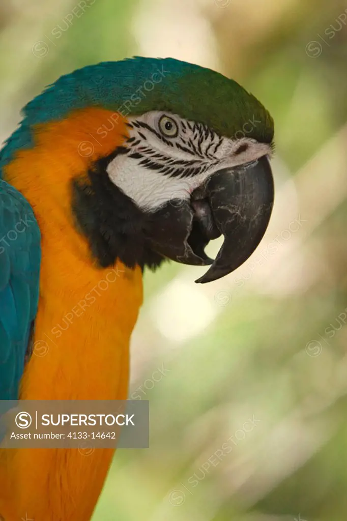 Blue and Yellow Macaw, Ara ararauna, South America, adult