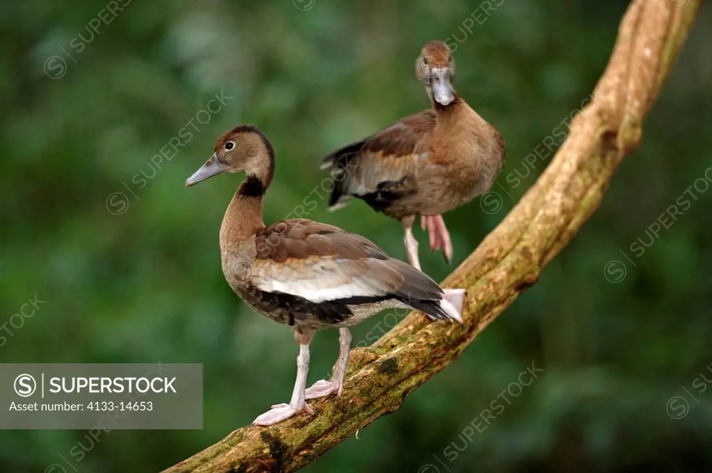 Black-Bellied Whistling Duck,Dendrocygna autumnalis,Pantanal,Brazil,adults,pair,couple,on tree,South America