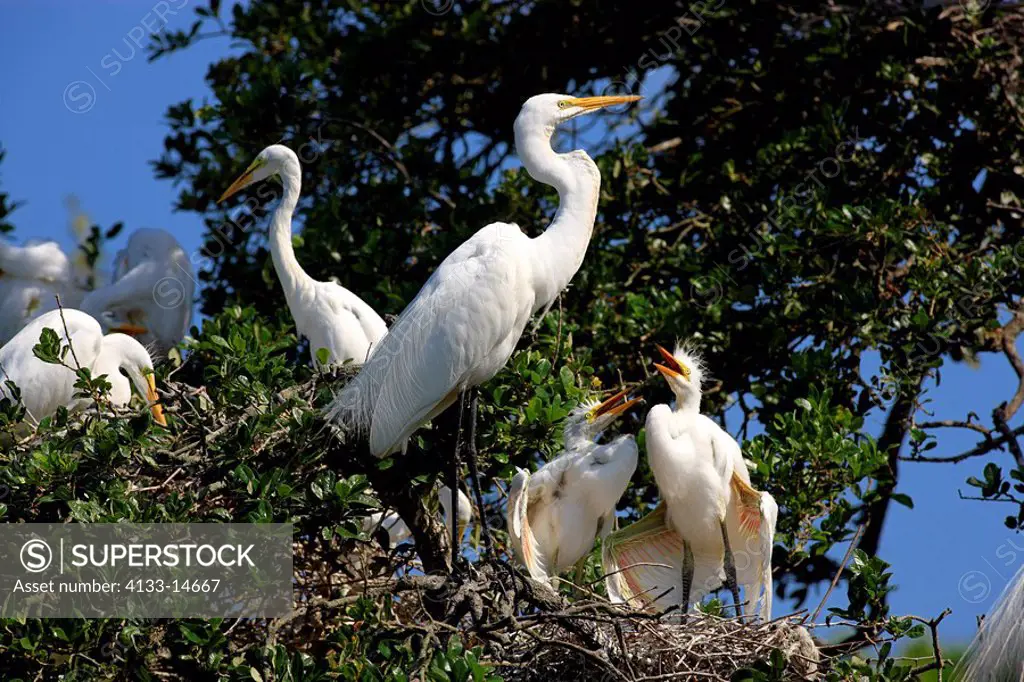 Great White Egret,Egretta alba,Florida,USA,youngs with mother on tree in nest begging for food in colony