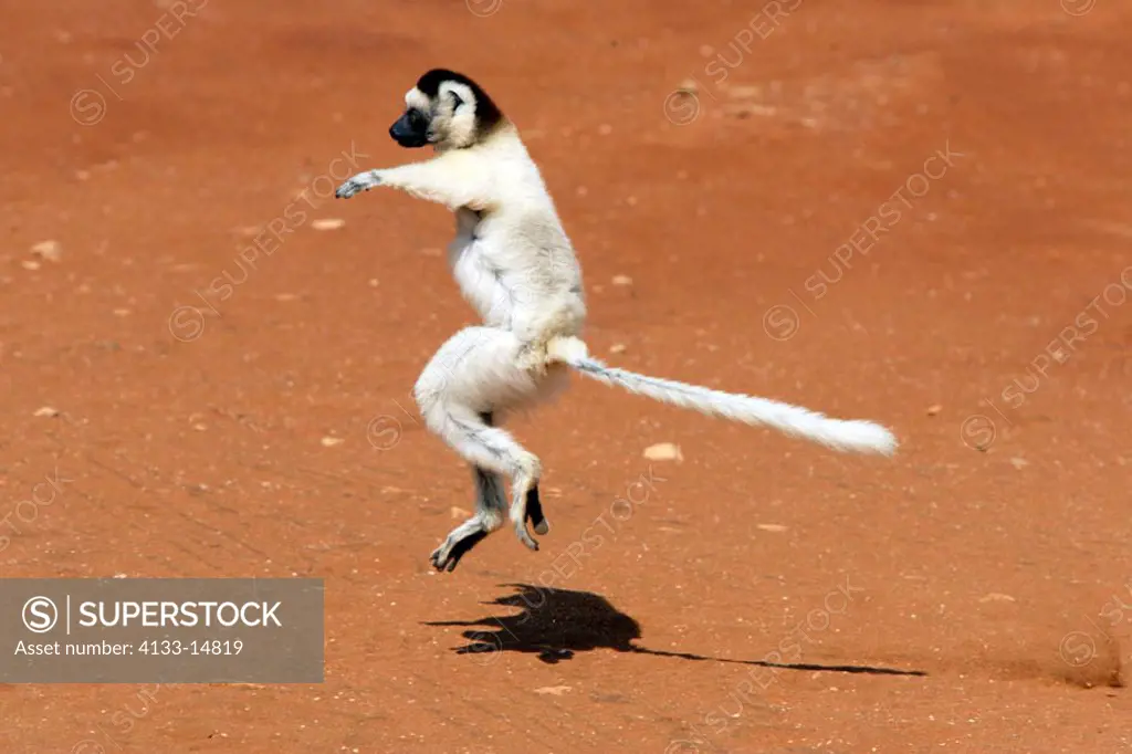 Verreaux`s Sifaka, Propithecus verreauxi coronatus, Berenty Game Reserve, Madagascar, adult jumping
