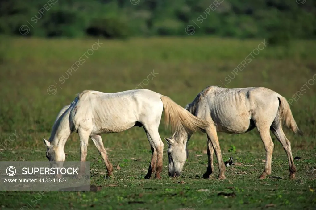 Pantaneiro Horse,Pantanal,Brazil,adults,feeding on grass
