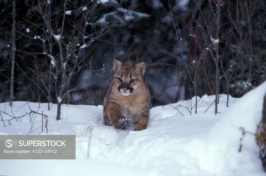 Mountain Lion,Felis concolor,Montana,USA,young in snow
