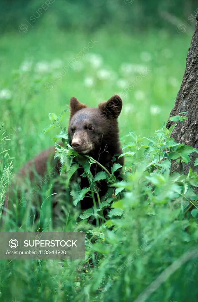 Black Bear,Ursus americanus,Montana,USA,young male
