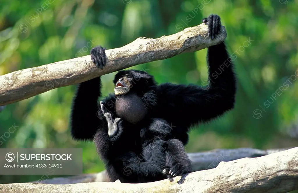 Siamang,Symphalangus syndactylus,Asia,adult mother with young calling