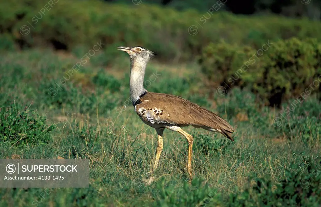 Kori Bustard,Ardeotis cori,Samburu Game Reserve,Kenya,Africa,adult