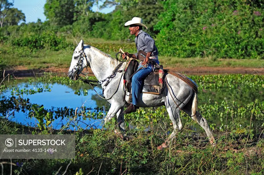 Pantanal Cowboy,Pantaneiro,Horse,Pantaneiro Horse,Pantanal,Brazil,riding