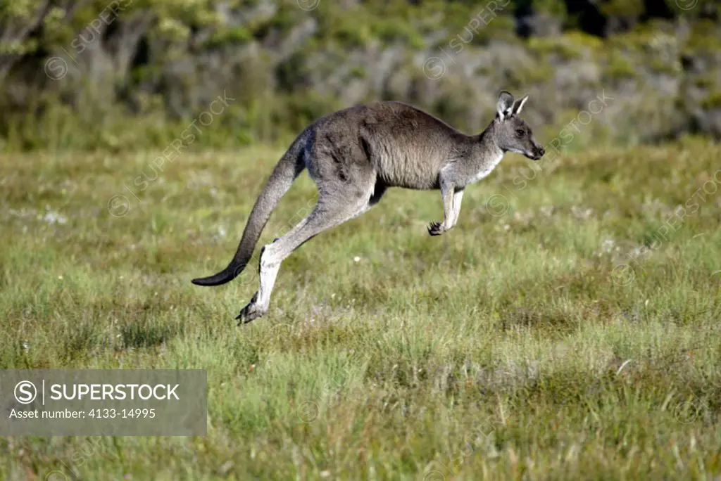 Eastern Grey Kangaroo Macropus giganteus Australia