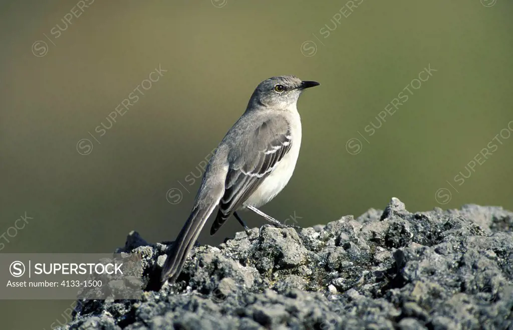 Northern Mockingbird,Mimus polyglottus,Florida,USA,adult on rock