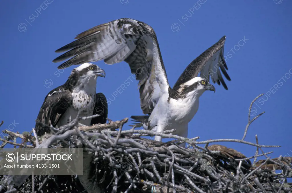 Osprey , Pandion haliaetus , Florida , USA , America , adult couple , pair  on nest