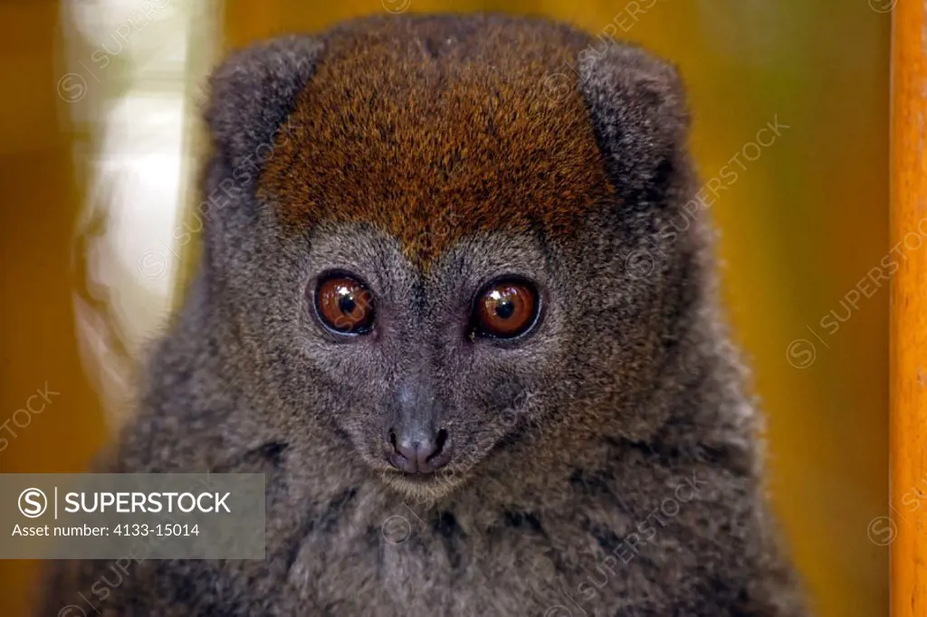 Grey bamboo lemur, Hapalemur griseus, Madagascar, adult portrait