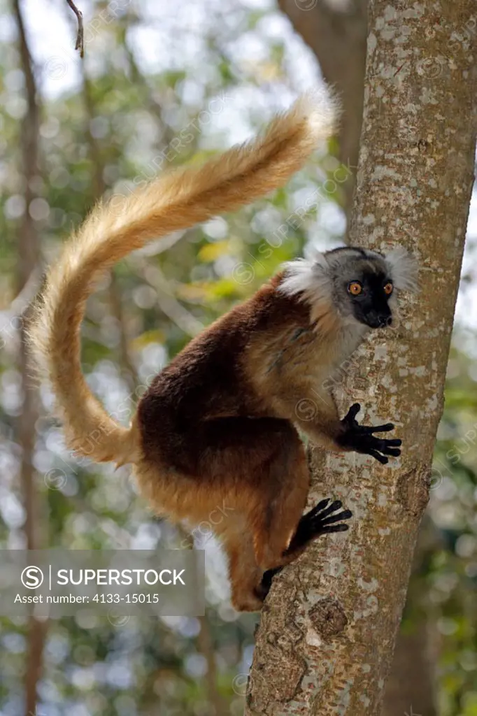 Black Lemur, Lemur macaco, Nosy Komba, Madagascar, adult female on tree