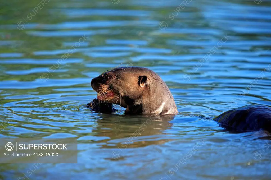 Giant River Otter,Pteronura brasiliensis,Pantanal,Brazil,adult,in water,with prey,with fish