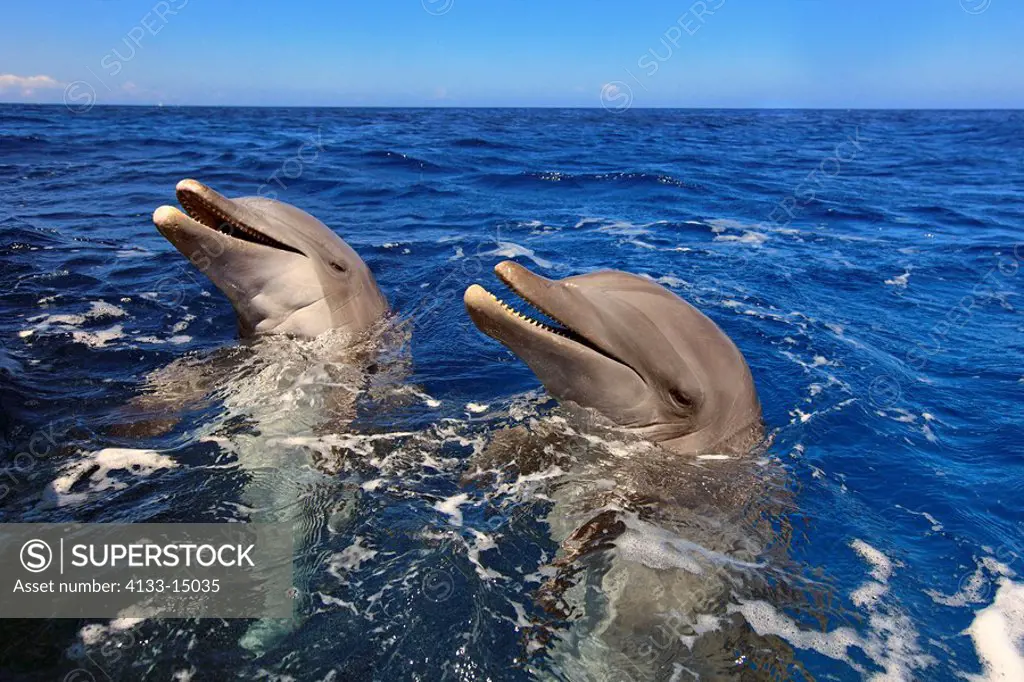 Bottle_nosed Dolphin,Bottle Nosed Dolphin,Bottle Nose Dolphin,Tursiops truncatus,Roatan,Honduras,Caribbean,Central America,Lateinamerica,two adults po...