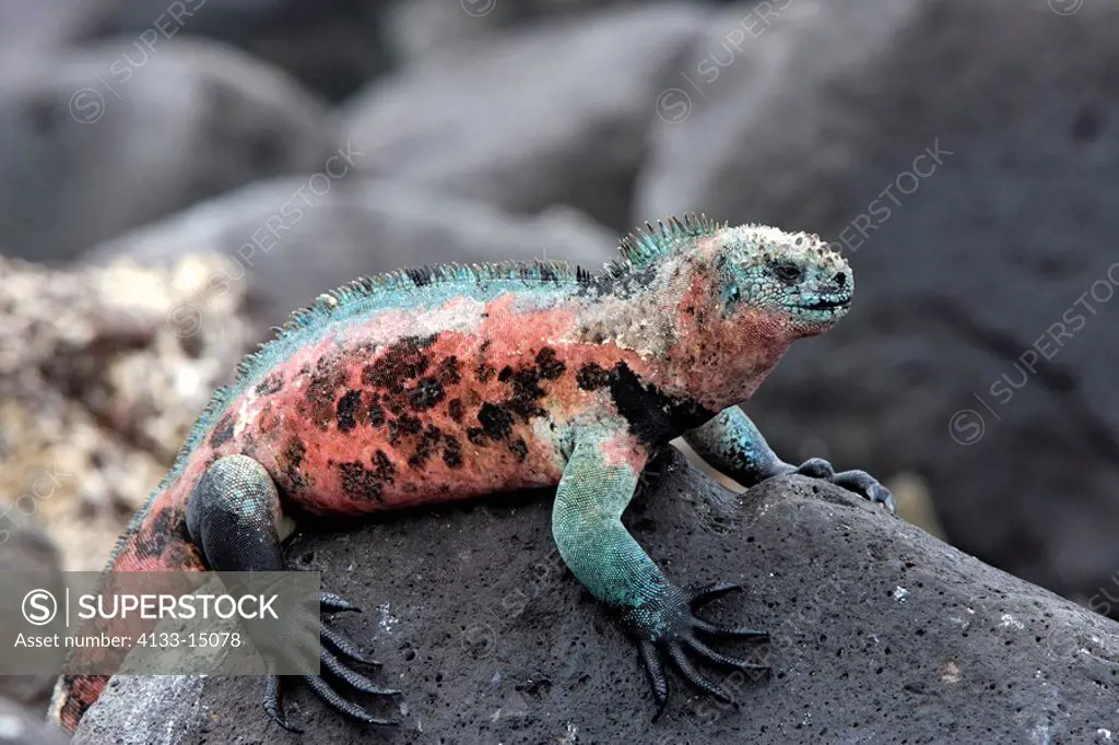 Marine Iguana,Amblyrhynchus cristatus,Galapagos Islands,Ecuador,adult,male,on rock,resting