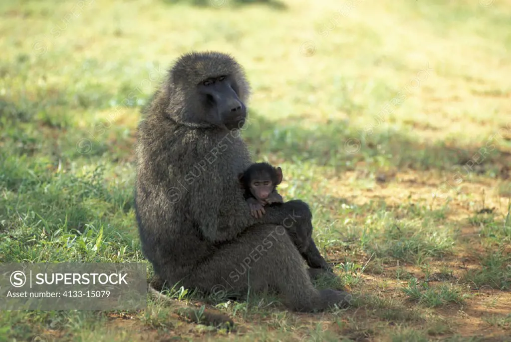 Anubis Baboon , Papio anubis , Samburu Game Reserve , Kenya , Africa , Adult female with baby , with young