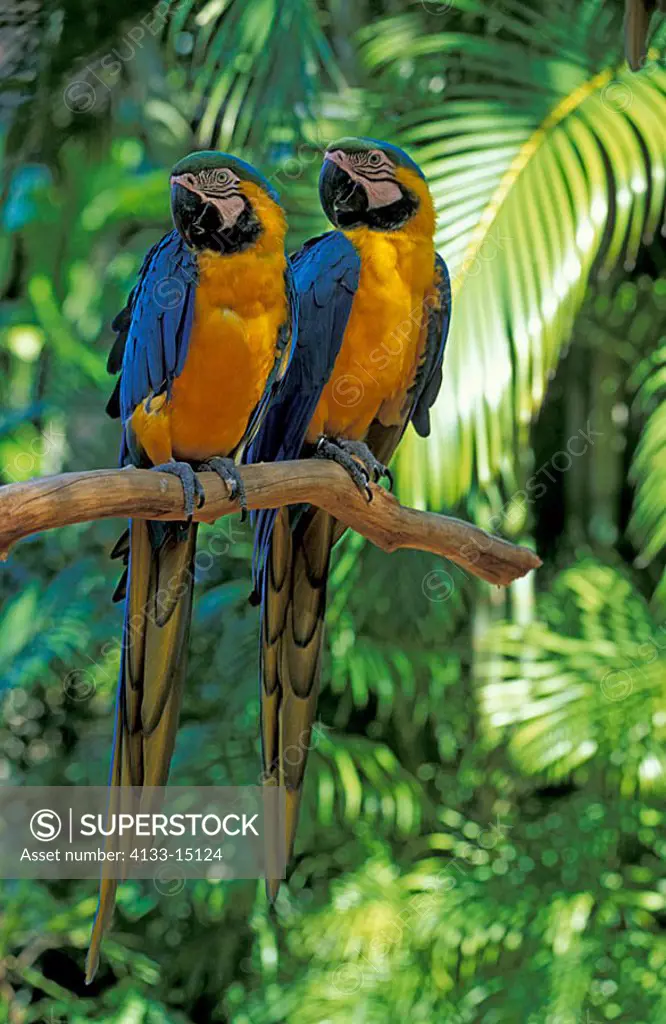 Blue and Yellow Macaw Ara ararauna South America