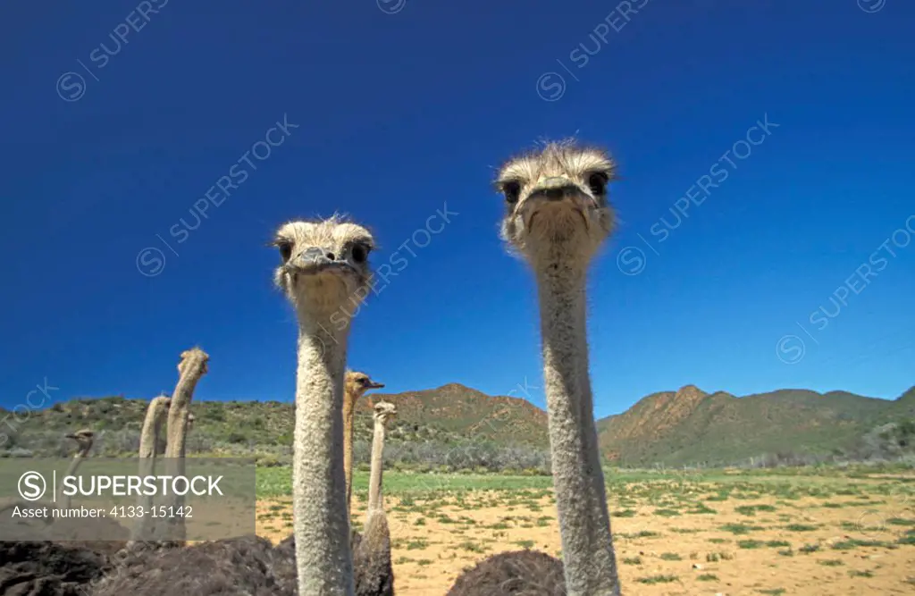 South African Ostrich Struthio c.australis Karoo South Africa Africa