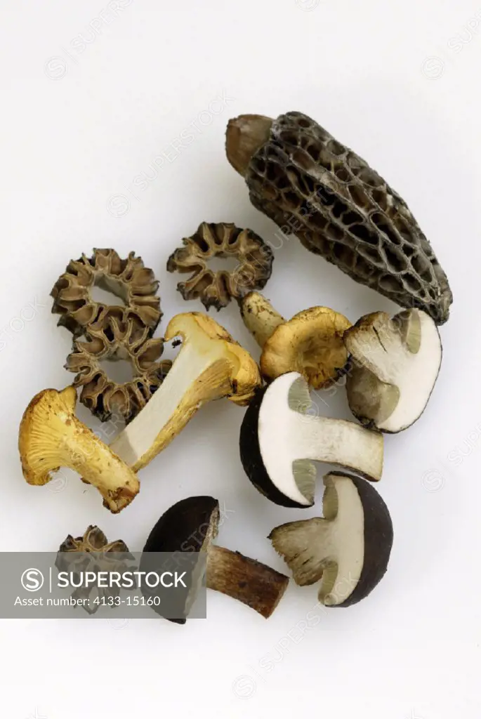 Mushrooms Mixture, Germany, mushroom
