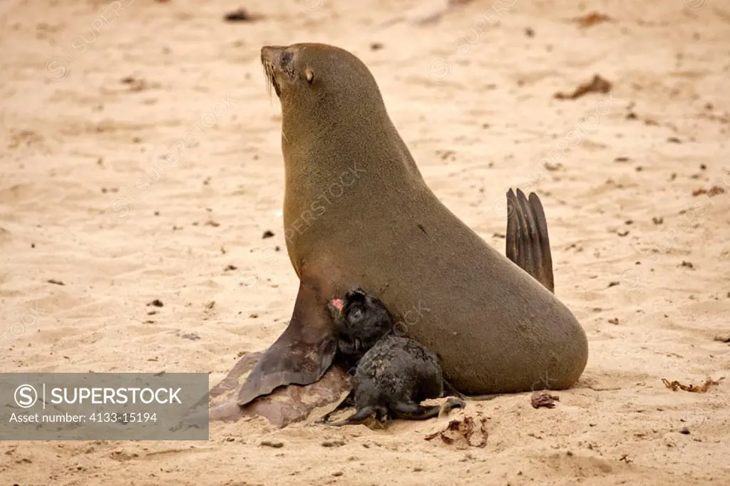 Cape Fur Seal, Arctocephalus pusillus, Cape Cross, Namibia, adult with young calling