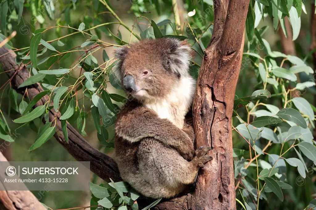 Koala,Phascolarctos cinereus,Australia,adult on tree