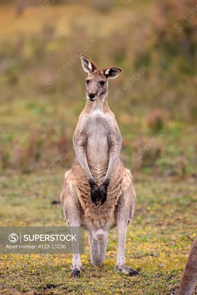 Eastern Grey Kangaroo,Macropus giganteus,Wilson Promontory Nationalpark,Australia,adult female