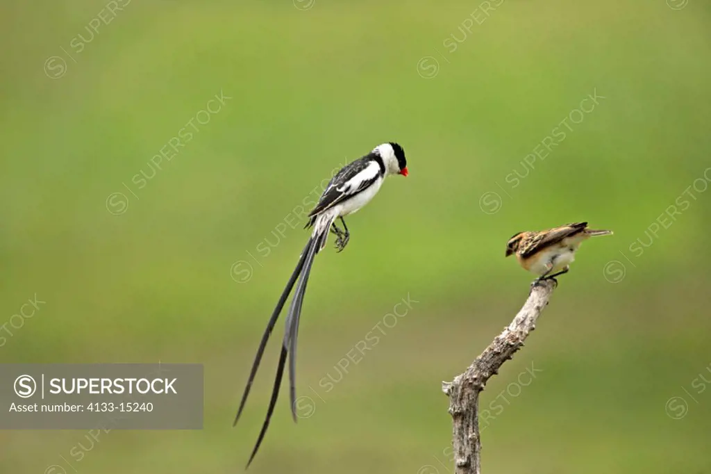 Pintailed Whydah, Vidua macroura, Sabie Sand Game Reserve, South Africa , Africa, adult couple courtship