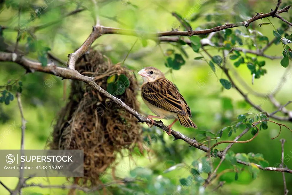 Redbilled Quelea,Quelea quelea,Kruger Nationalpark,South Africa,Africa,young bird flown out at nest