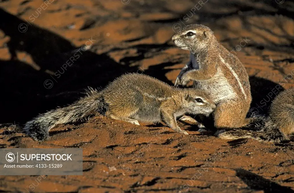 Ground Squirrel,Xerus inaurus,Kalahari Kgalagadi Transfrontier Park,South Africa,Africa,adult with young at cave in last sunlight