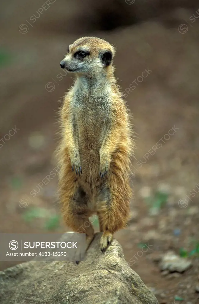 Suricate,Suricate suricatta,South Africa,Africa,adult standing upright on rock