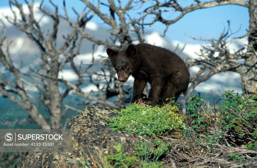Black Bear,Ursus americanus,Montana,USA,young male