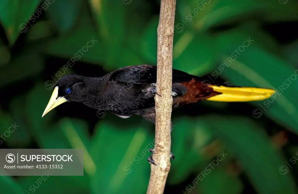Crested Oropendola,Psarocolius decumanus,Asa Wright Nature Centre,Trinidad and Tobago,Carib,adult on tree
