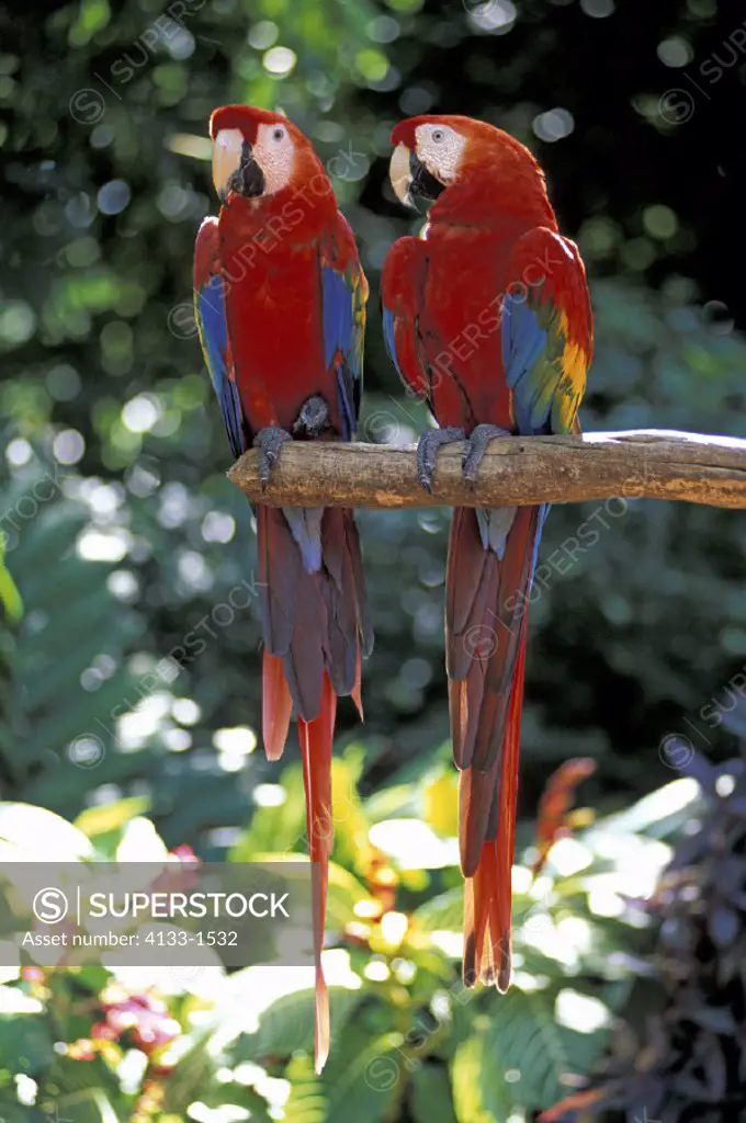 Scarlet Macaw  , Ara macao , South America, America , adult couple , pair  on tree