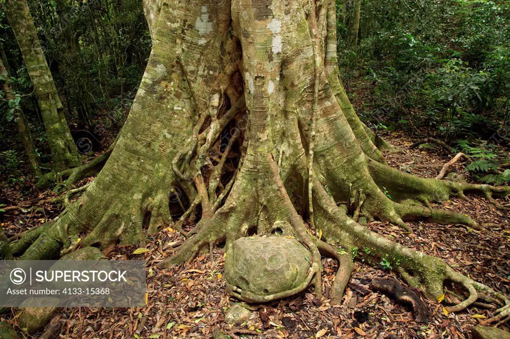 Strangler Fig,Ficus watkinsiana,Lamington Nationalpark,Australia,aerial roots at tree rainforest