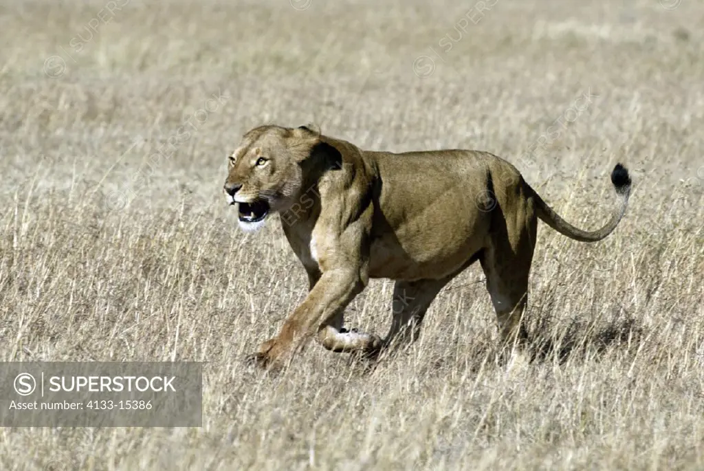 Lion, Panthera leo, Masai Mara, Kenya, adult female