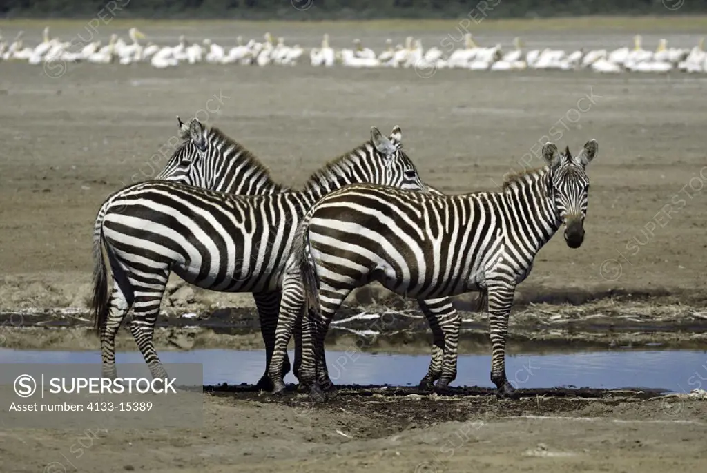 Plains Zebra(Burchell) Equus burchelli boehmi Lake Nakuru Kenya