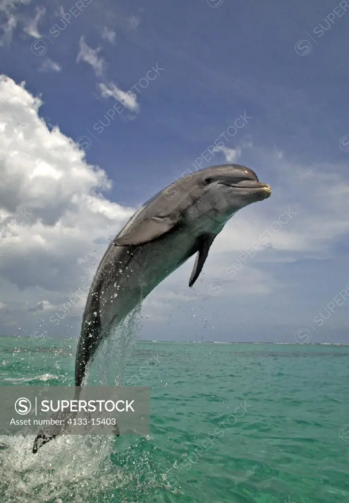 Bottle-nosed Dolphin , Bottle Nosed Dolphin , Bottle Nose Dolphin , Tursiops truncatus , Roatan , Honduras , Caribbean