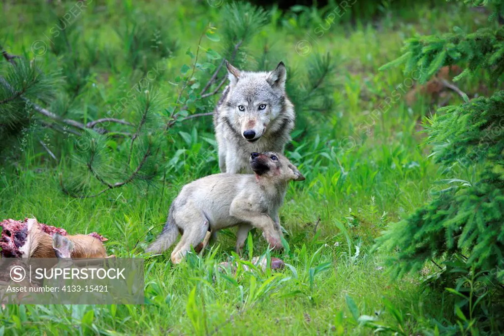 Gray Wolf,Grey Wolf,Canis lupus,Minnesota,USA,adult with young on prey