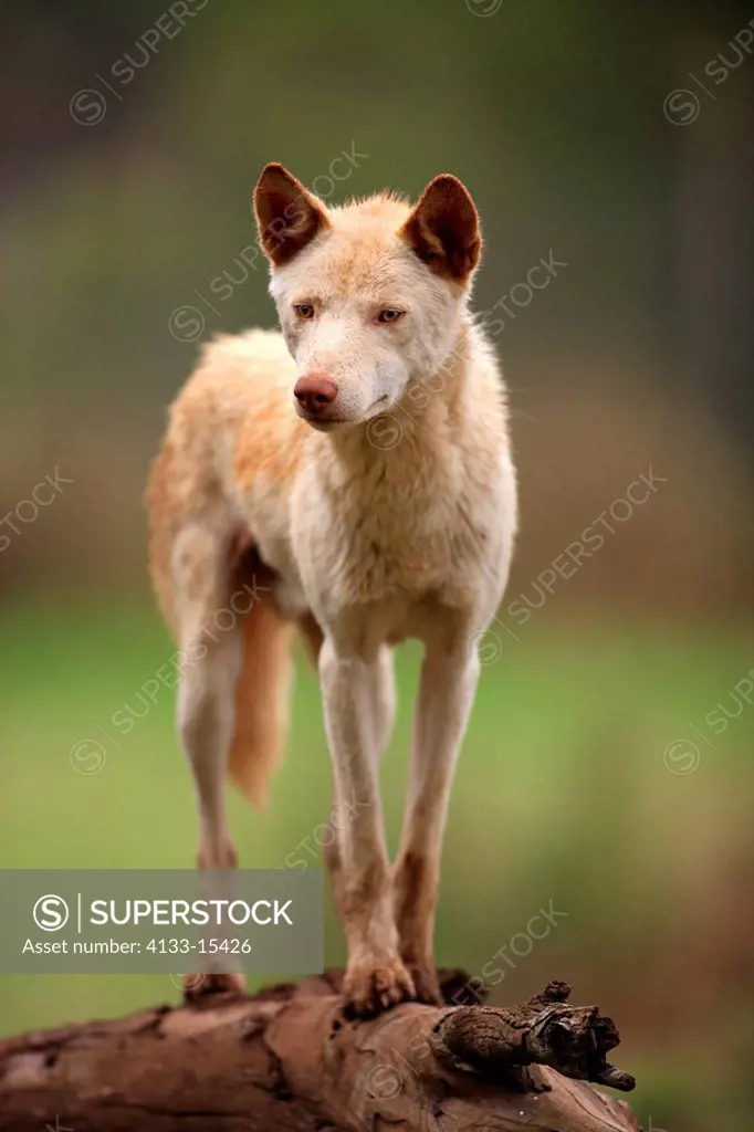 Dingo,Canis familiaris dingo,Australia,adult alert