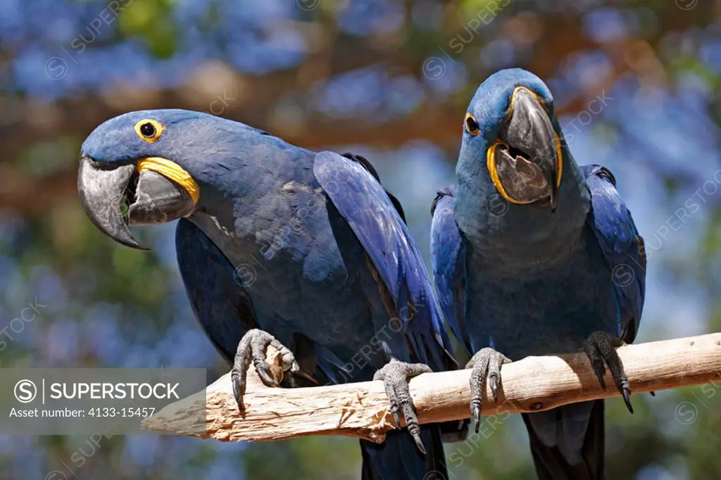 Blue Macaw, Anodorhynchus hyazinthinus, South America, adult couple on tree