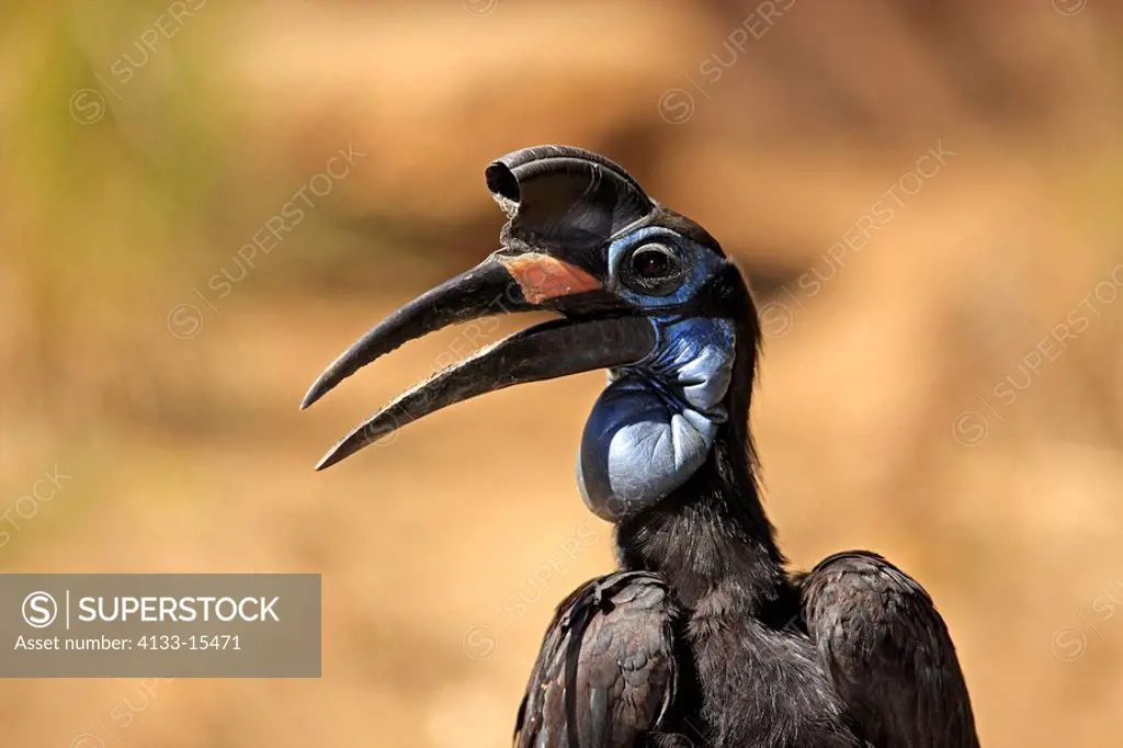 Ground Hornbill,Bucorvus leadbeateri,Africa,subadult portrait
